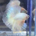betta375