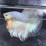betta375