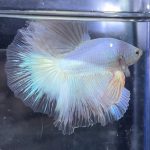 betta375