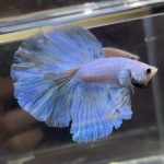 betta377
