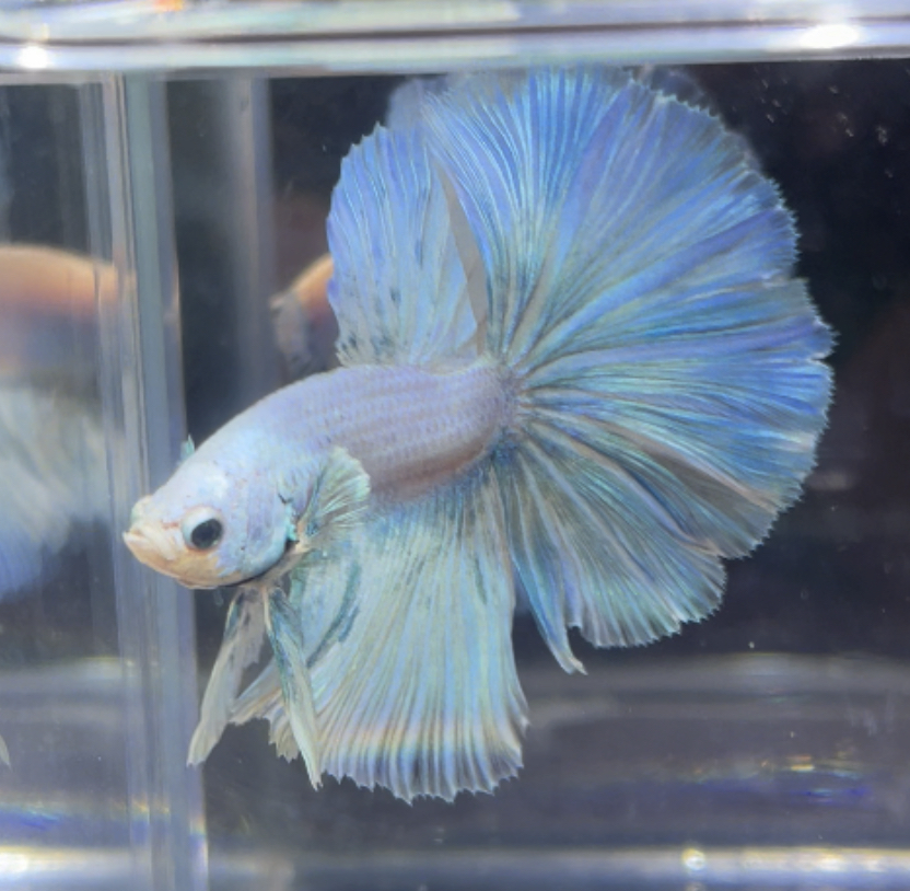 betta377
