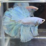 betta377