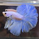 betta377