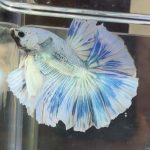 betta378