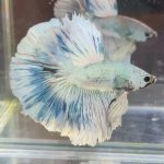 betta378