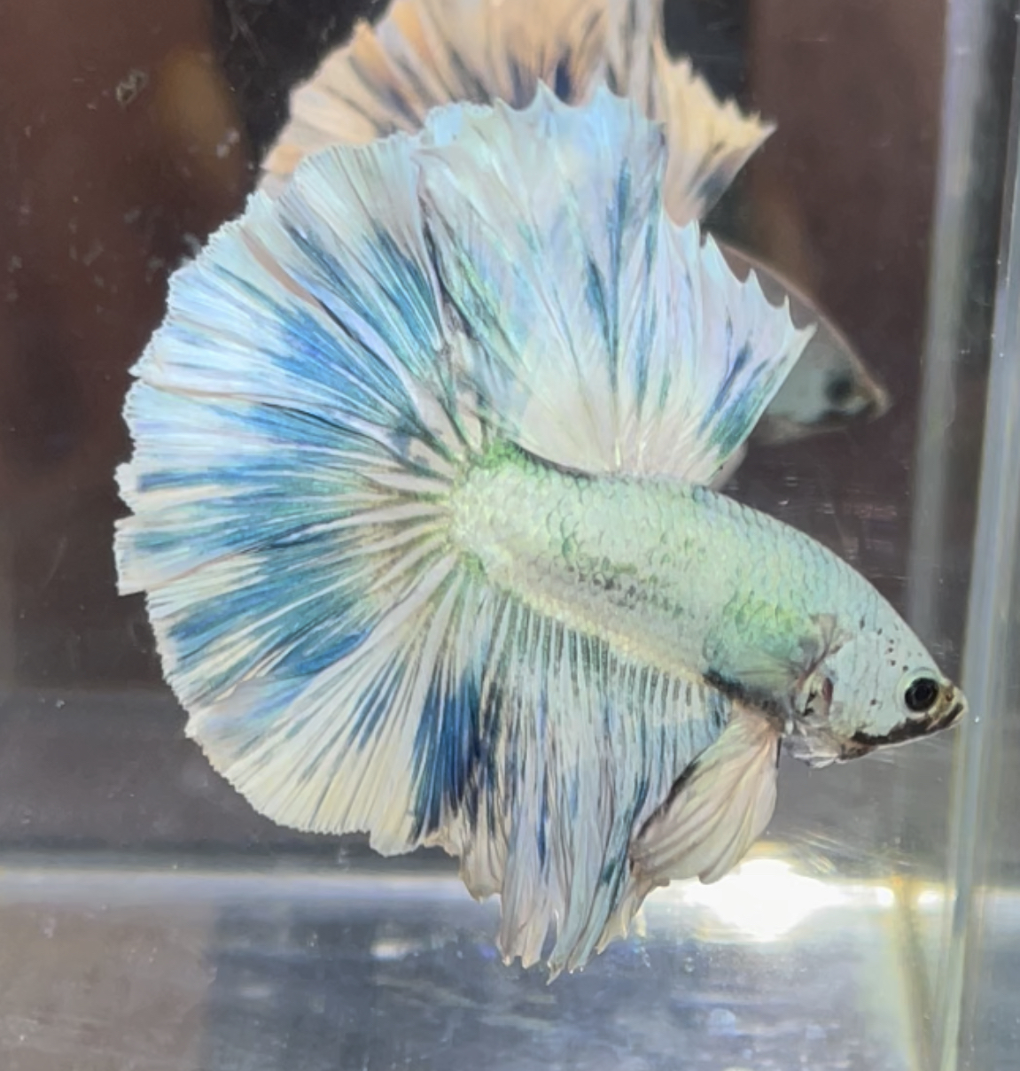 betta378