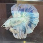 betta378