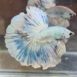 betta378