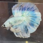 betta378