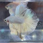 betta379