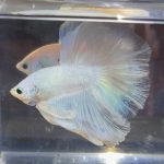 betta379