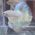 betta379