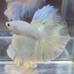 betta379