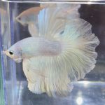 betta379