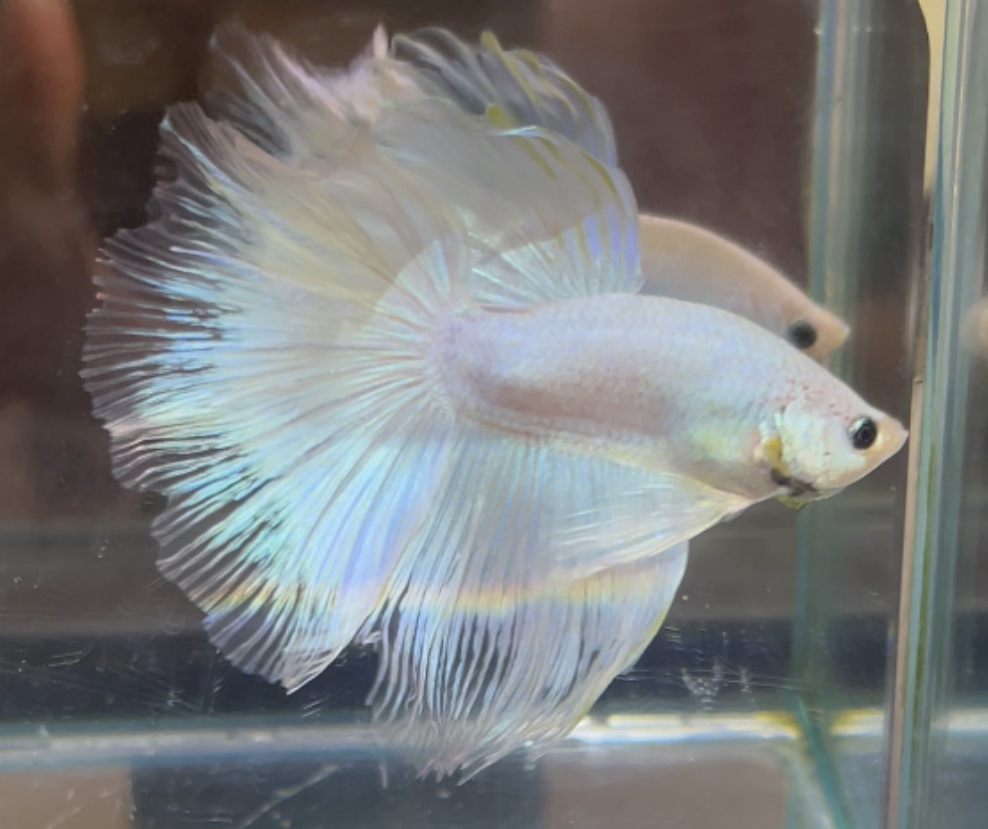 betta379