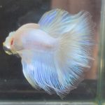 betta380
