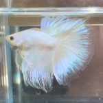 betta380