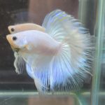 betta380