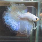 betta380