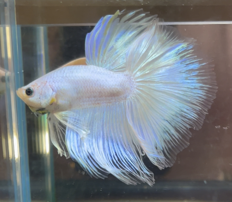 betta380