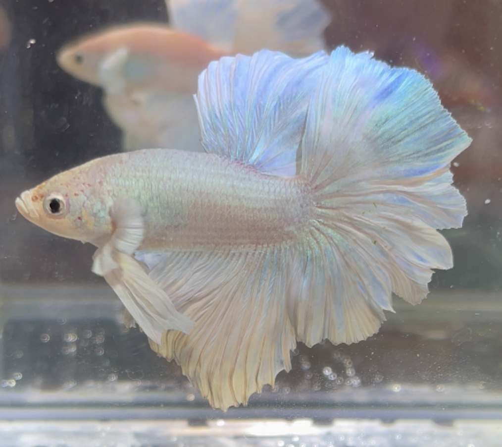 betta381