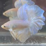 betta381