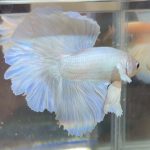 betta381