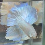 betta381