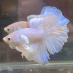 betta381