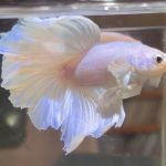 betta381
