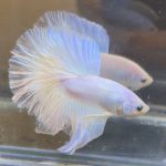 betta382