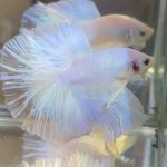 betta382