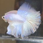 betta382