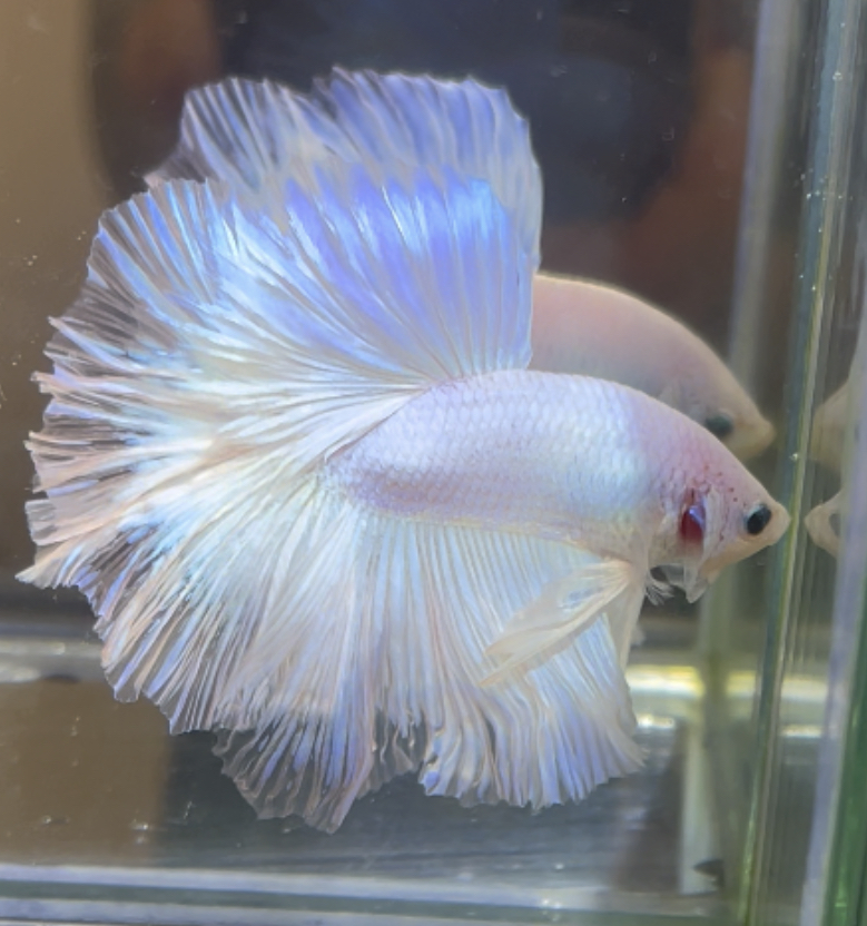 betta382