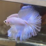 betta382