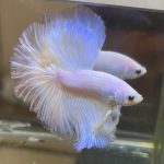 betta382