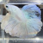 betta383