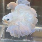 betta383