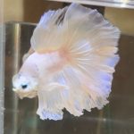 betta383