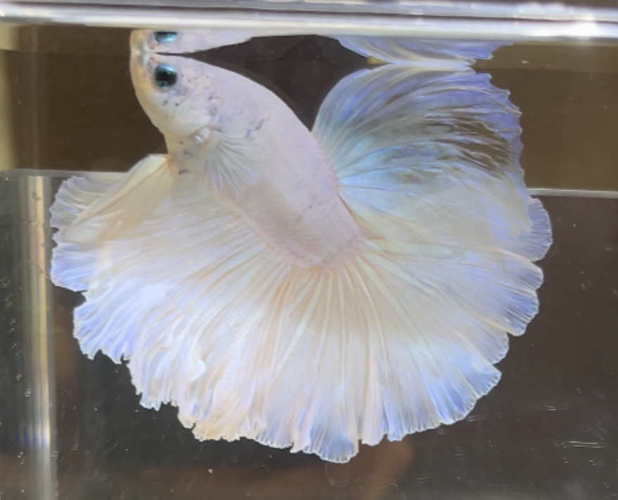 betta383