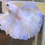 betta383