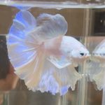 betta383