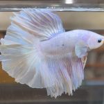 betta384