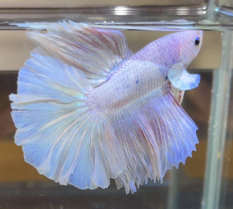 betta384