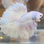 betta384