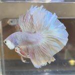 betta384