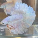 betta384