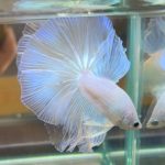 betta385