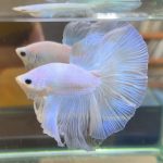 betta385