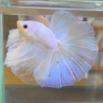 betta385